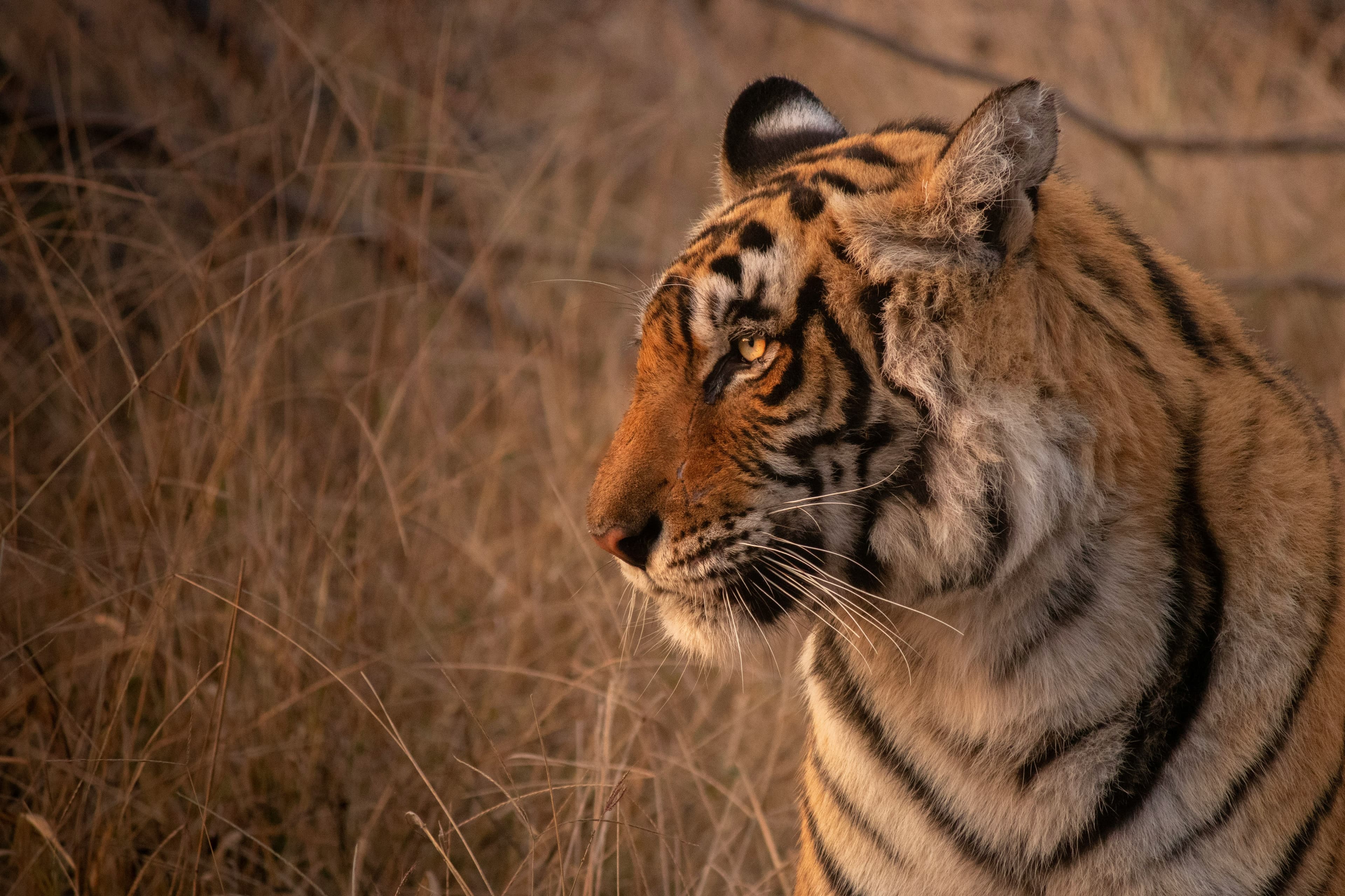Golden Triangle + Ranthambore Luxury Tour - Private India Tour